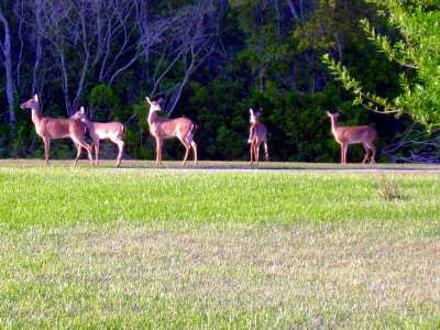 Deer behind our home.JPG